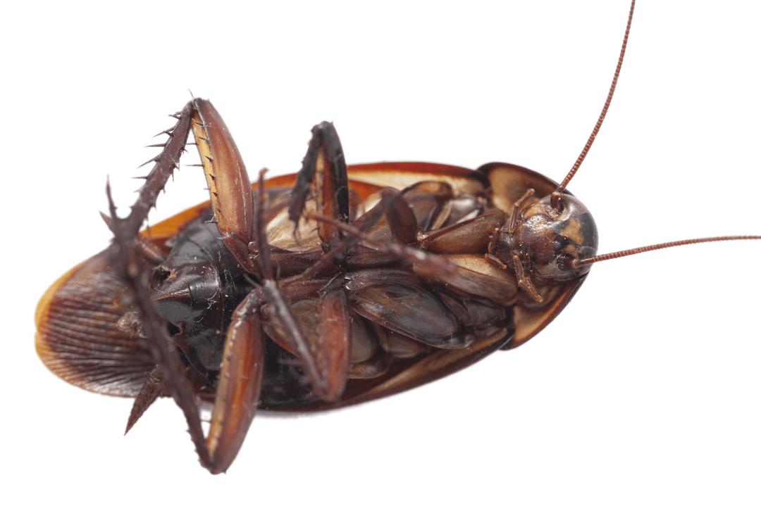 Large Cockroach on Its Back png transparent