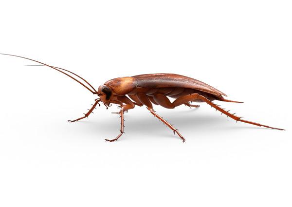 Large Cockroach png transparent