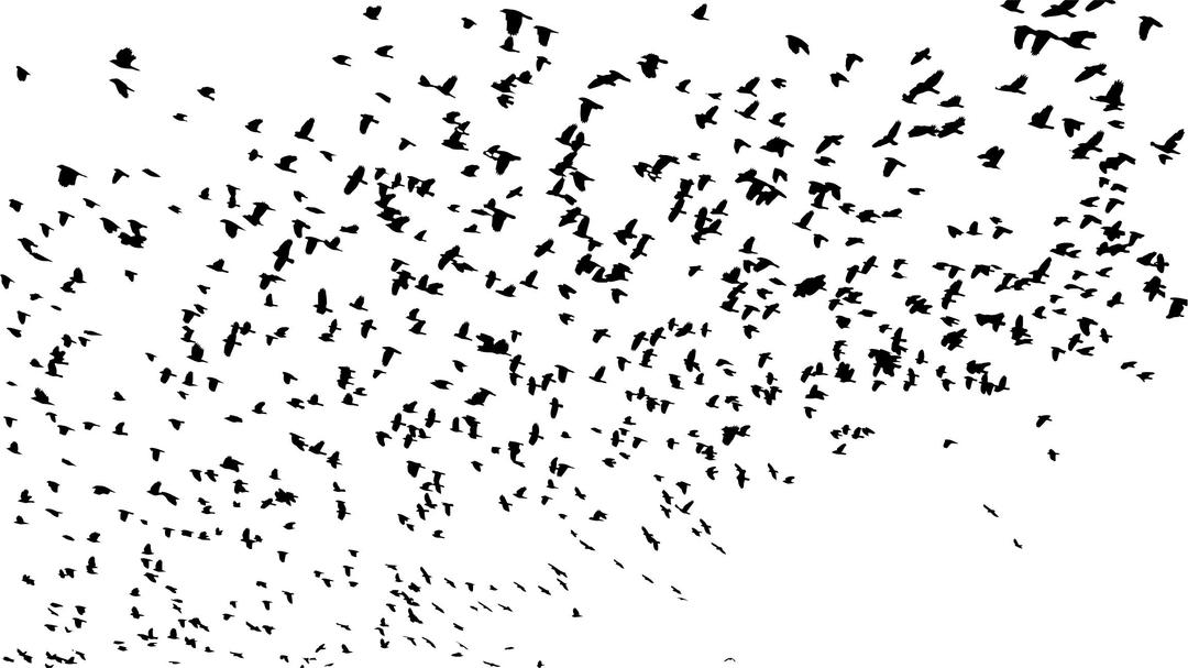 Large Flock Of Birds Silhouette png transparent