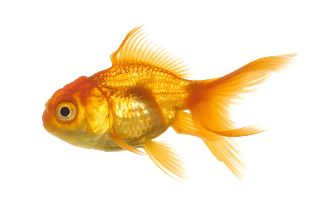 Large Gold Fish png transparent