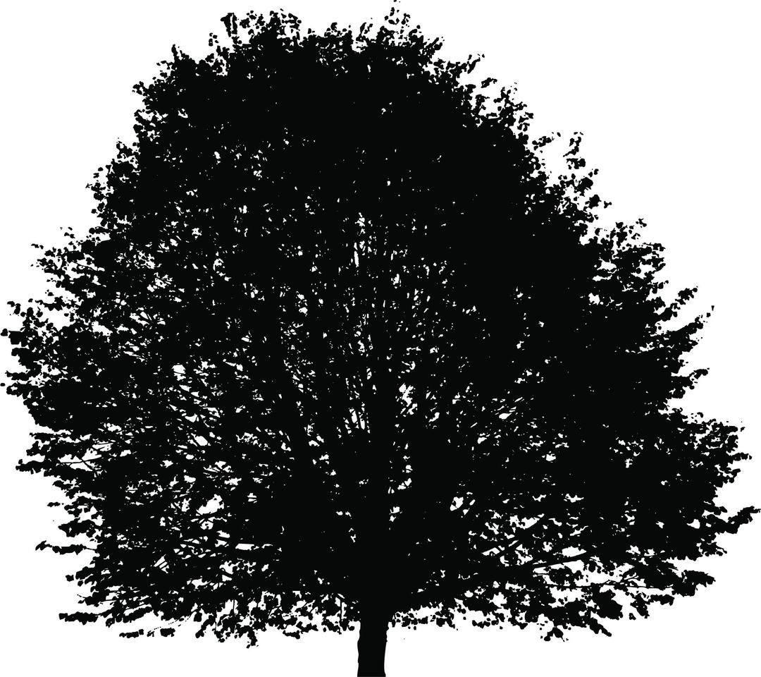 Large Lush Tree Silhouette png transparent