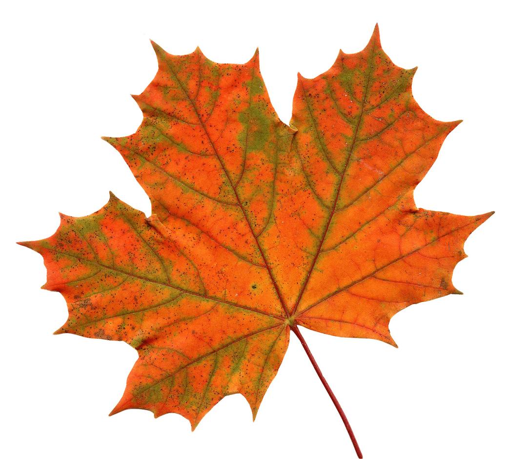 Large Maple Leaf png transparent