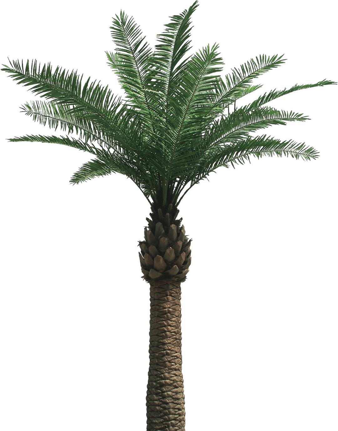 Large Palm Tree png transparent