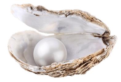 Large Pearl In Oyster png transparent