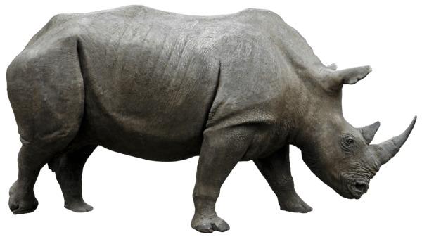 Large Rhino Side View png transparent