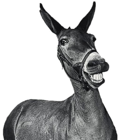 Laughing Mule Black and White png transparent