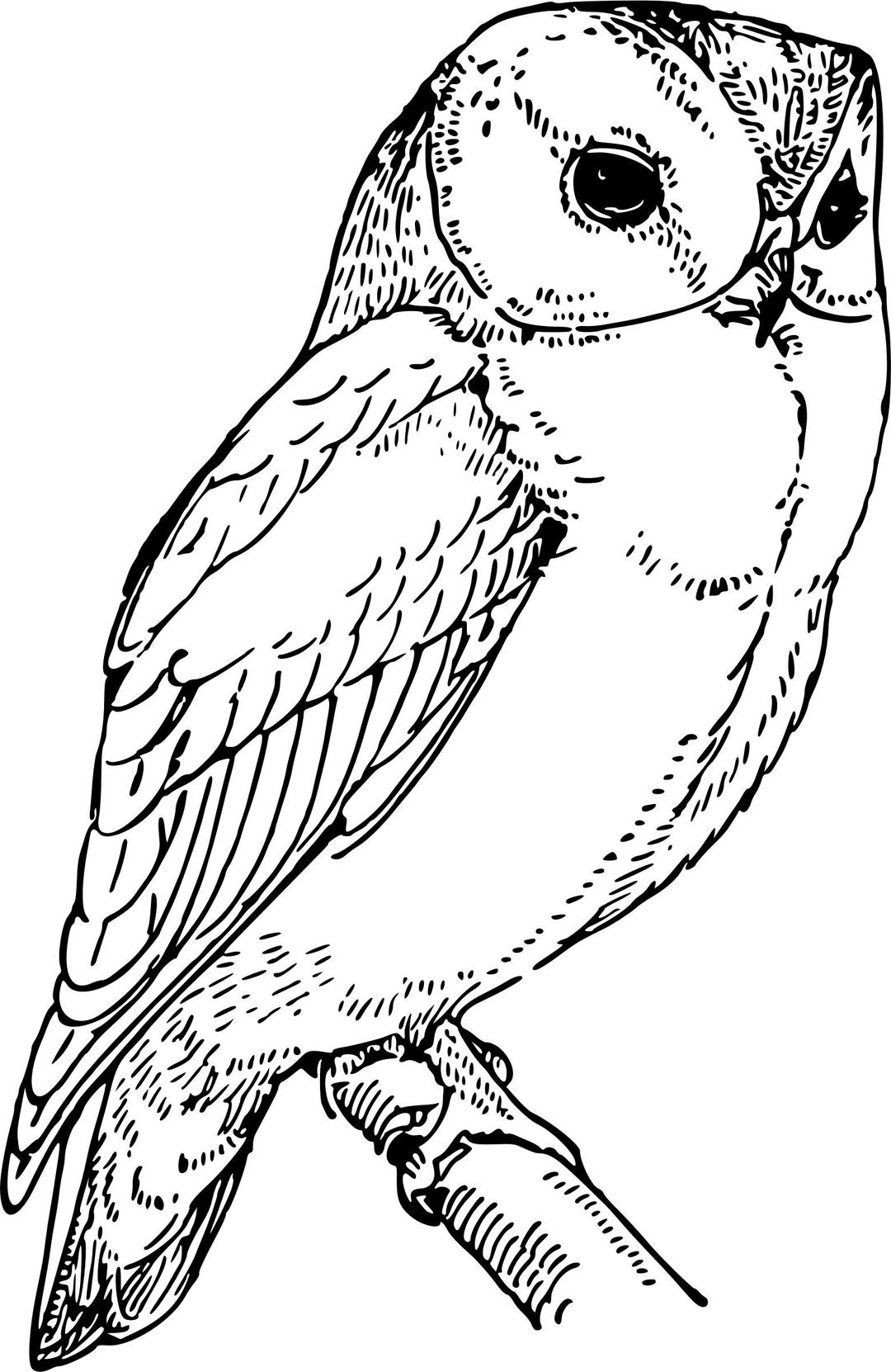 Laughing owl png transparent