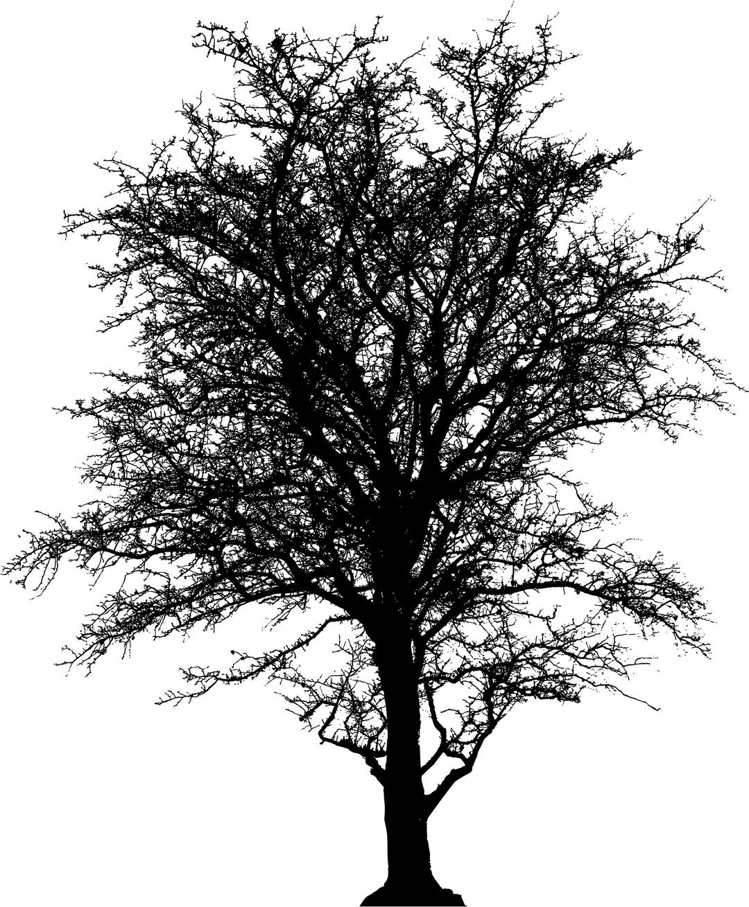 Leafless Barren Tree Silhouette png transparent