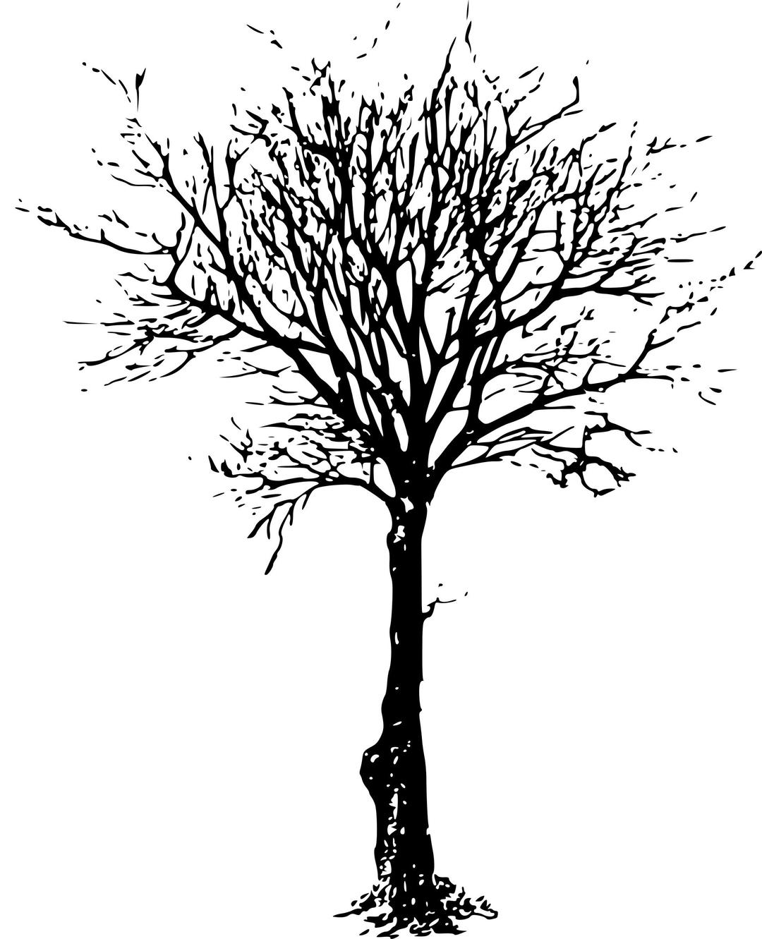 Leafless tree png transparent