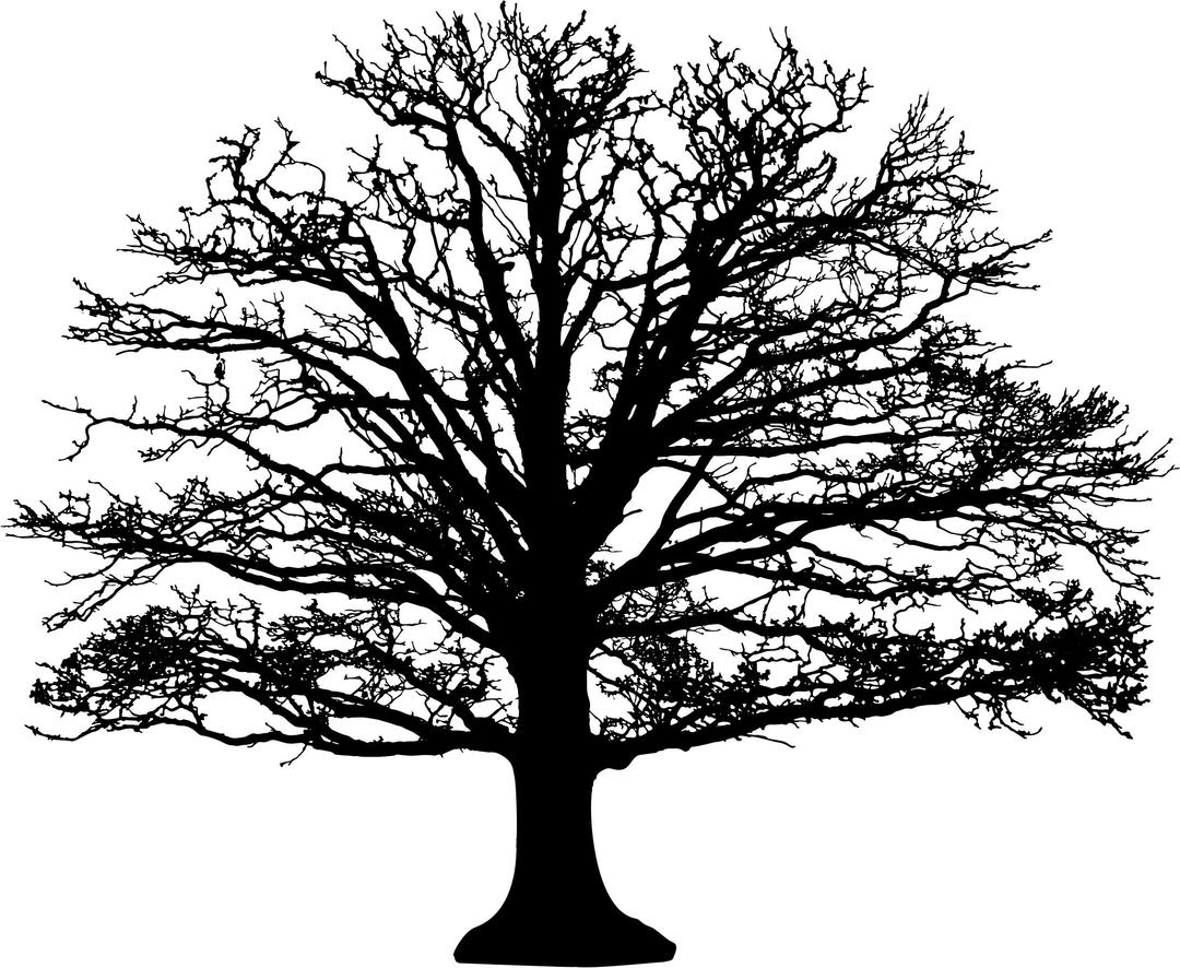 Leafless Tree Silhouette png transparent