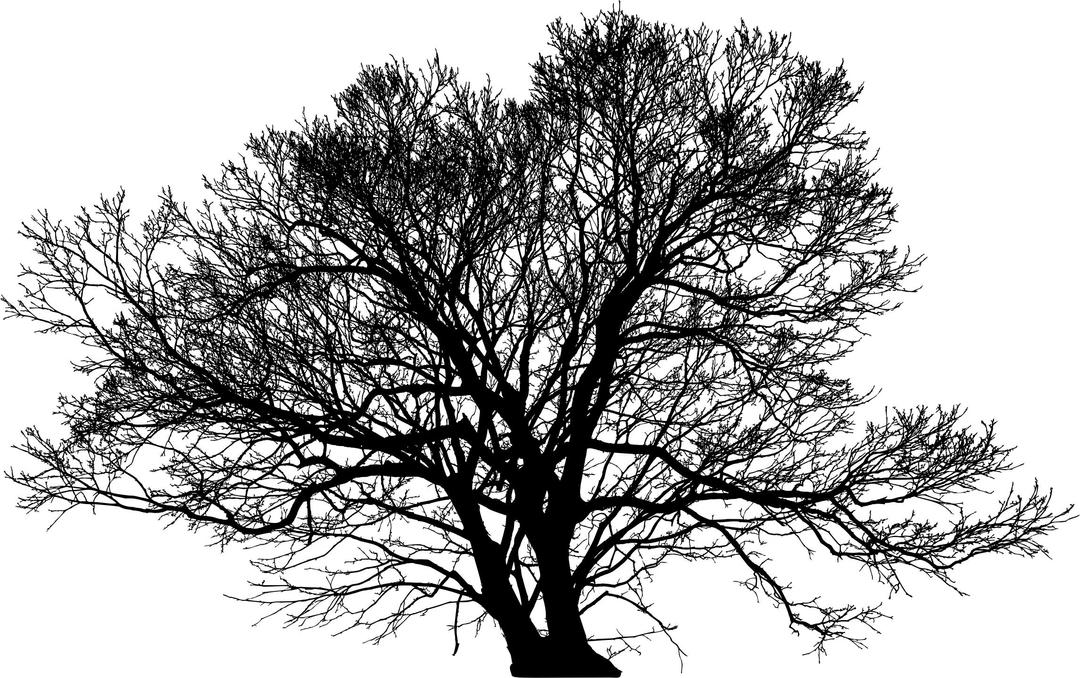 Leafless Winter Tree Silhouette png transparent