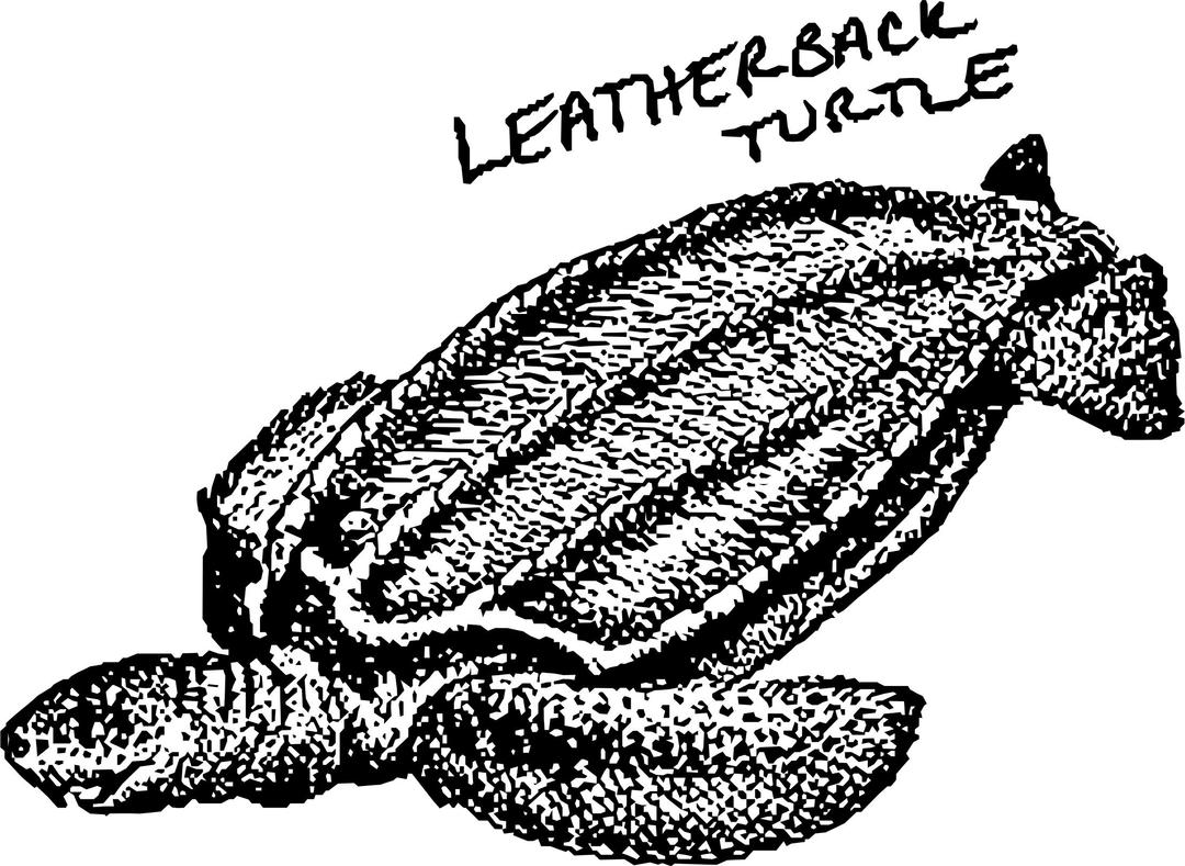 Leatherback Turtle png transparent