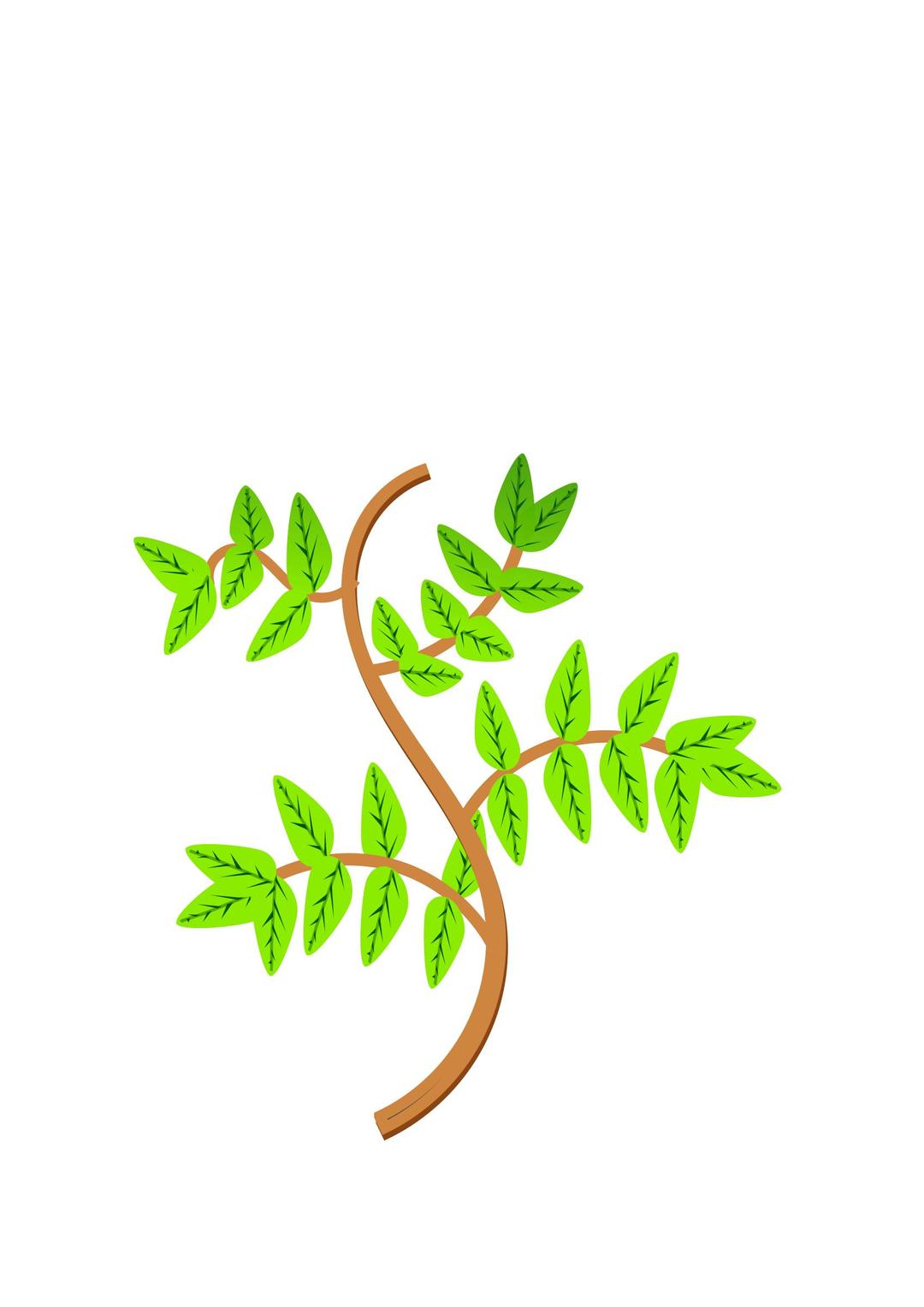 Leaves and branches png transparent