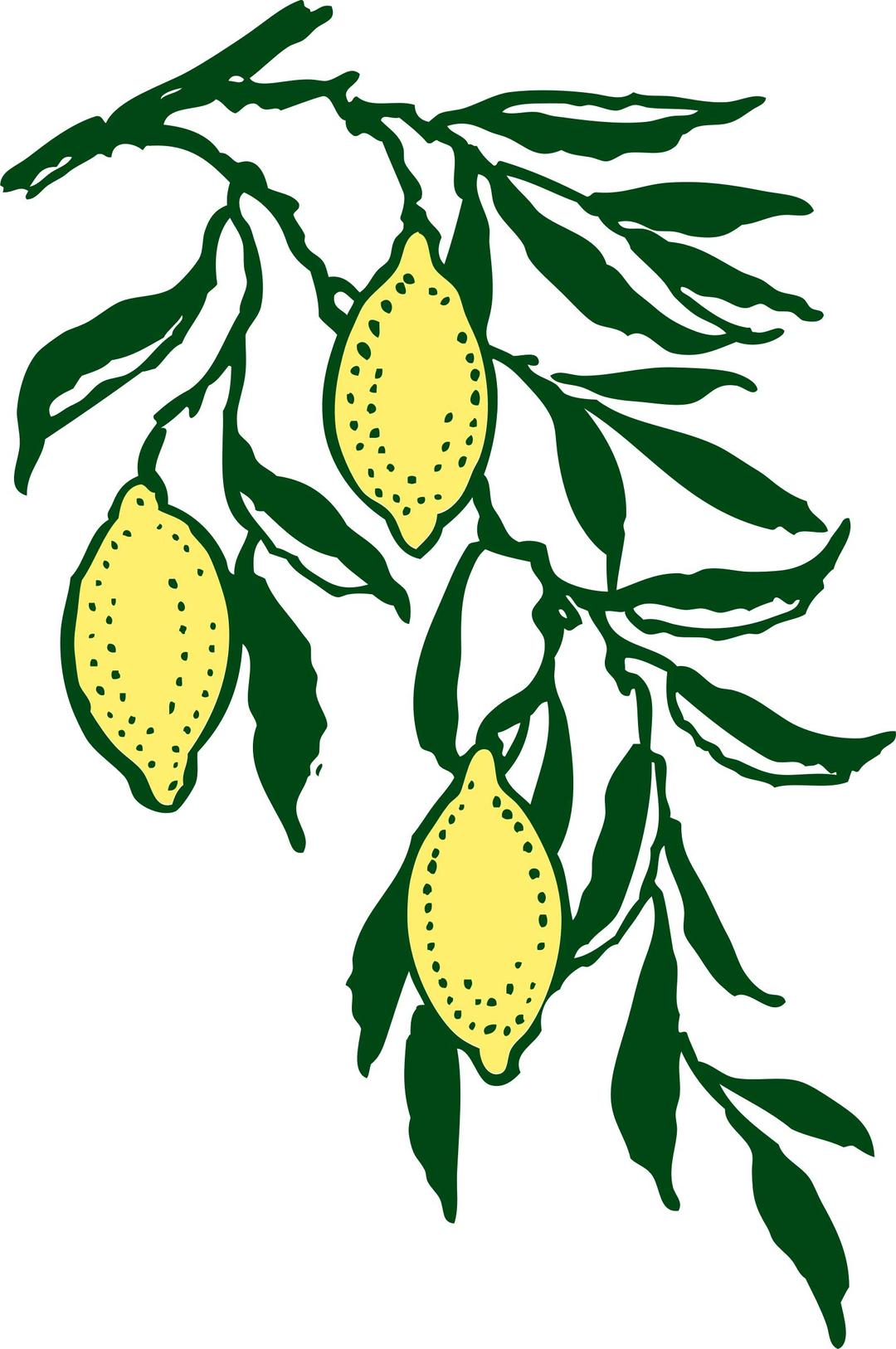 lemon branch png transparent