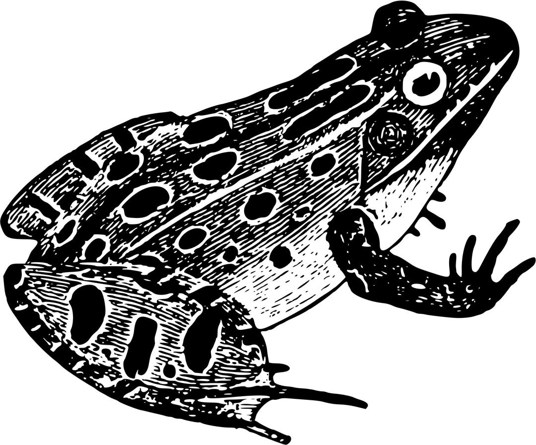 Leopard frog png transparent