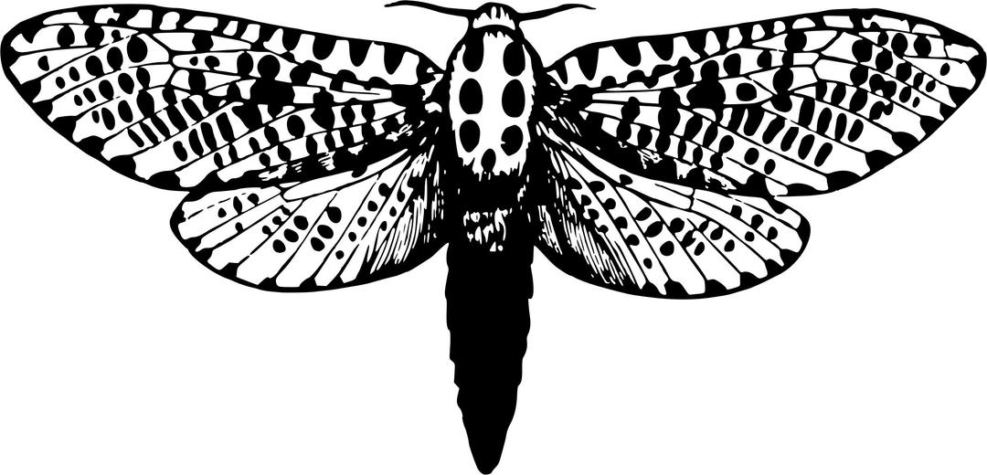 Leopard moth png transparent