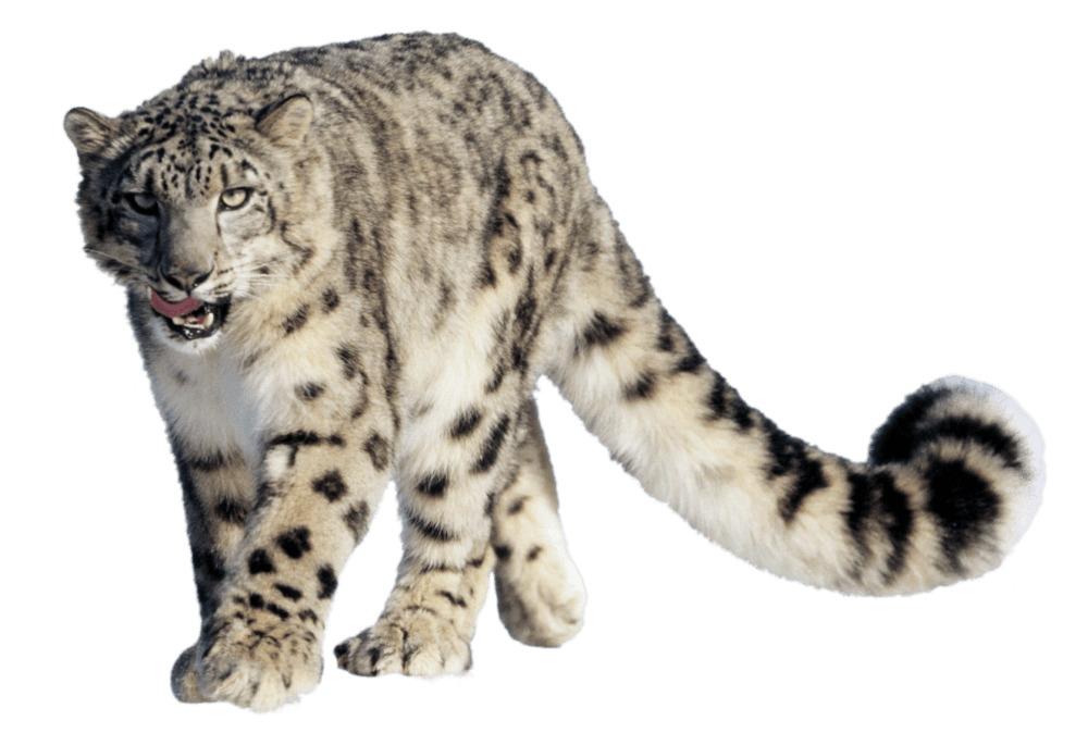 Leopard Snow png transparent