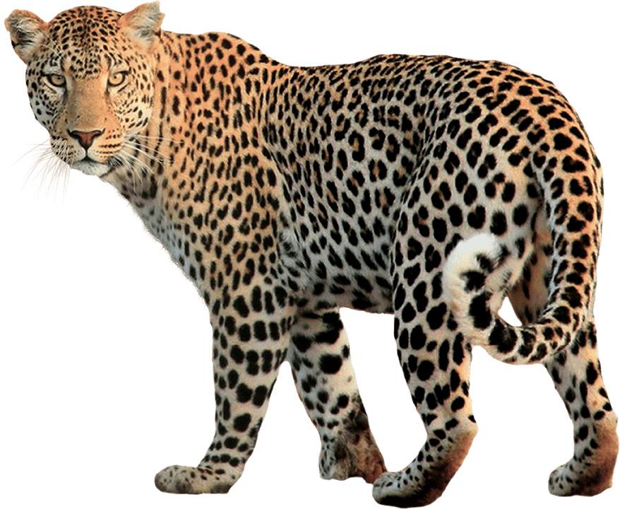 Leopard Walking Back png transparent