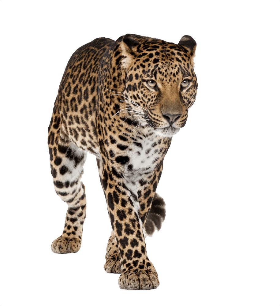 Leopard Walking Front png transparent