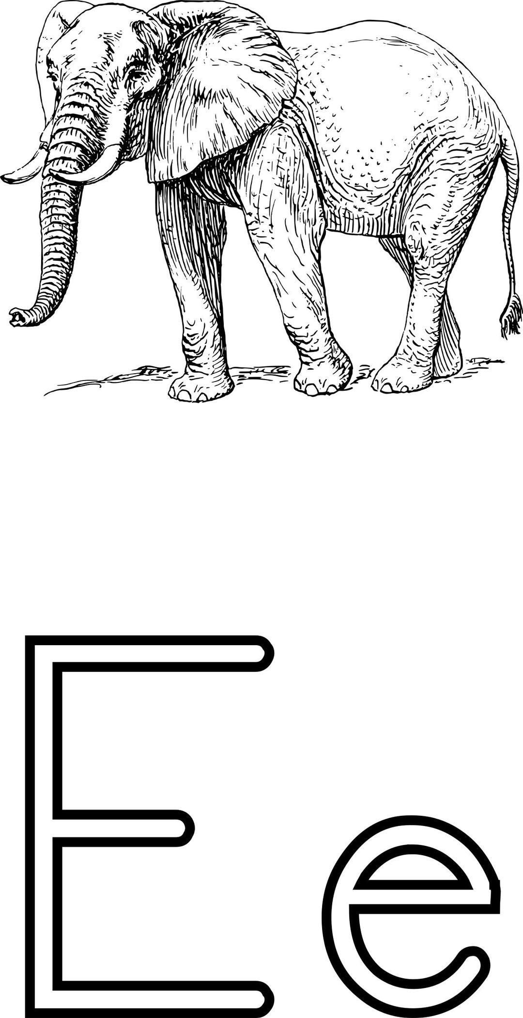 Letra E de elefante png transparent