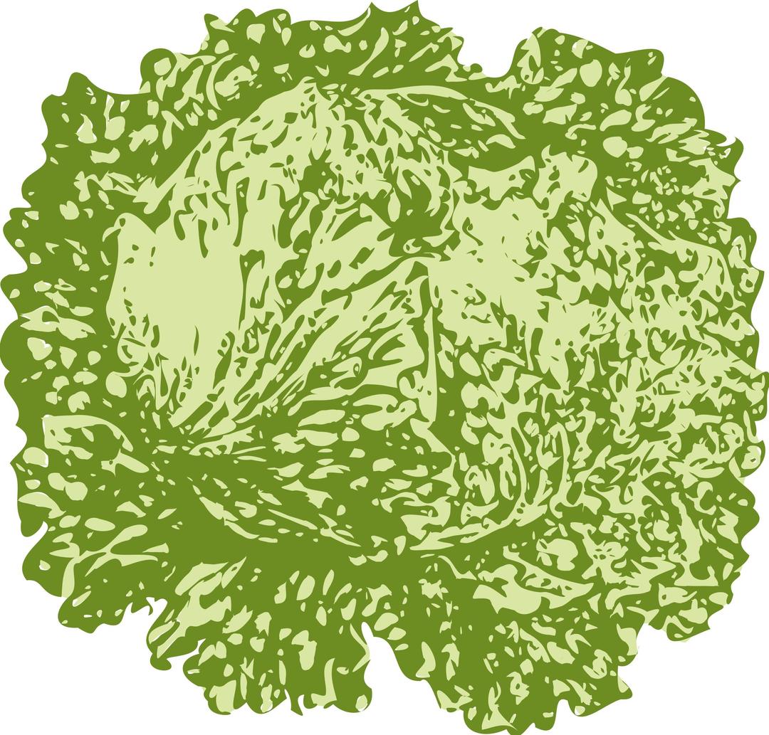 lettuce png transparent