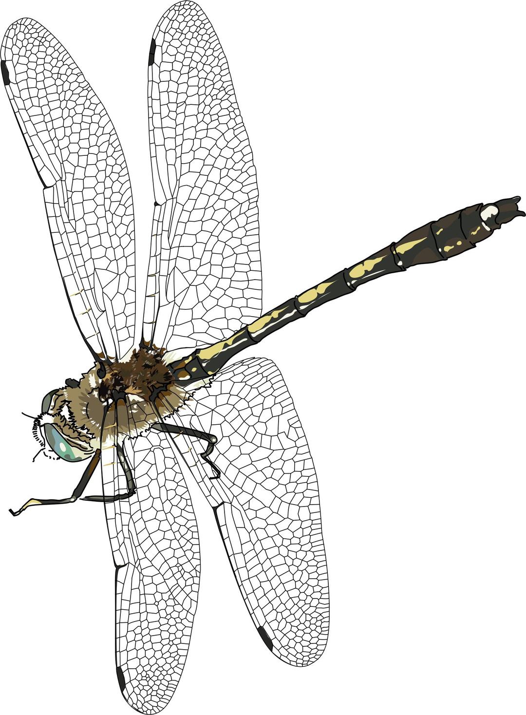 Libelulle, dragonfly png transparent