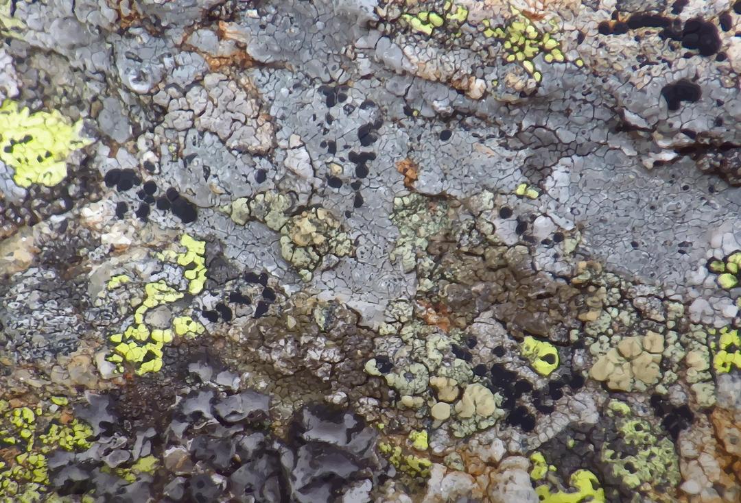 Lichen-covered stone 3 png transparent