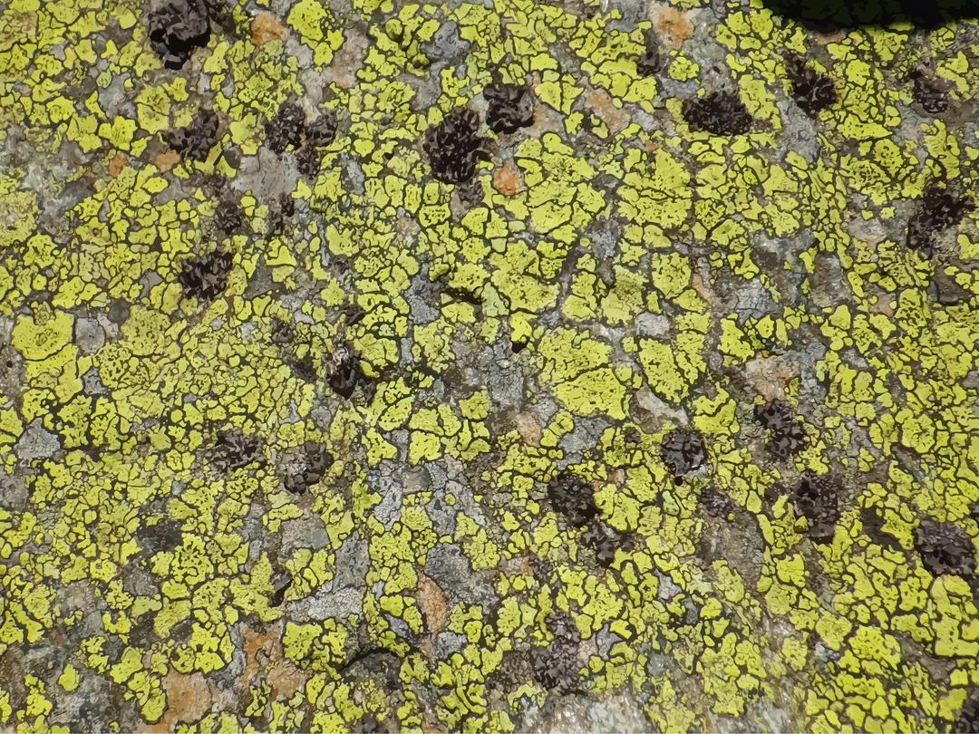 Lichen-covered stone 4 png transparent