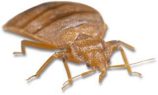 Light Brown Bed Bug png transparent