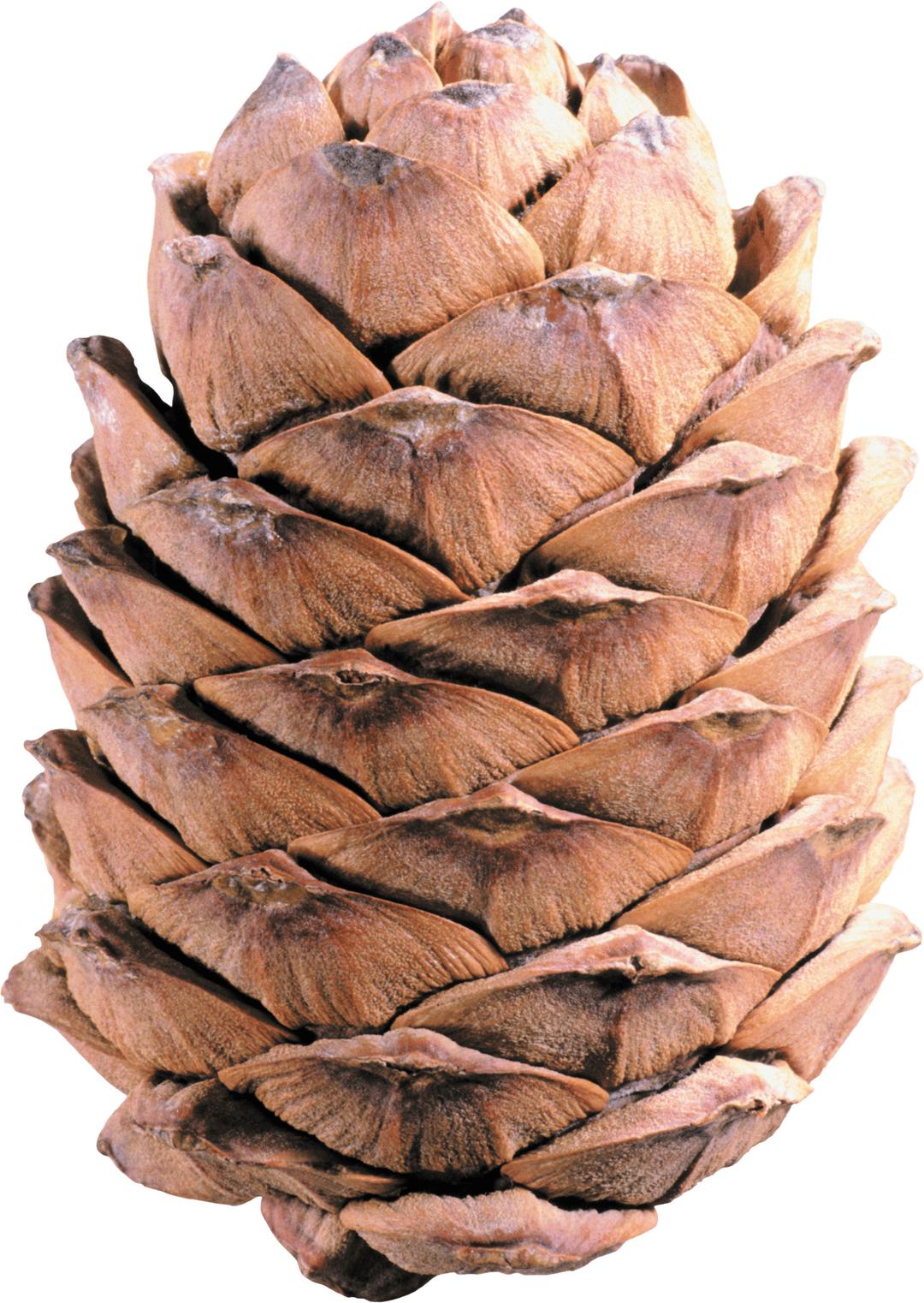 Light Brown Pine Cone png transparent