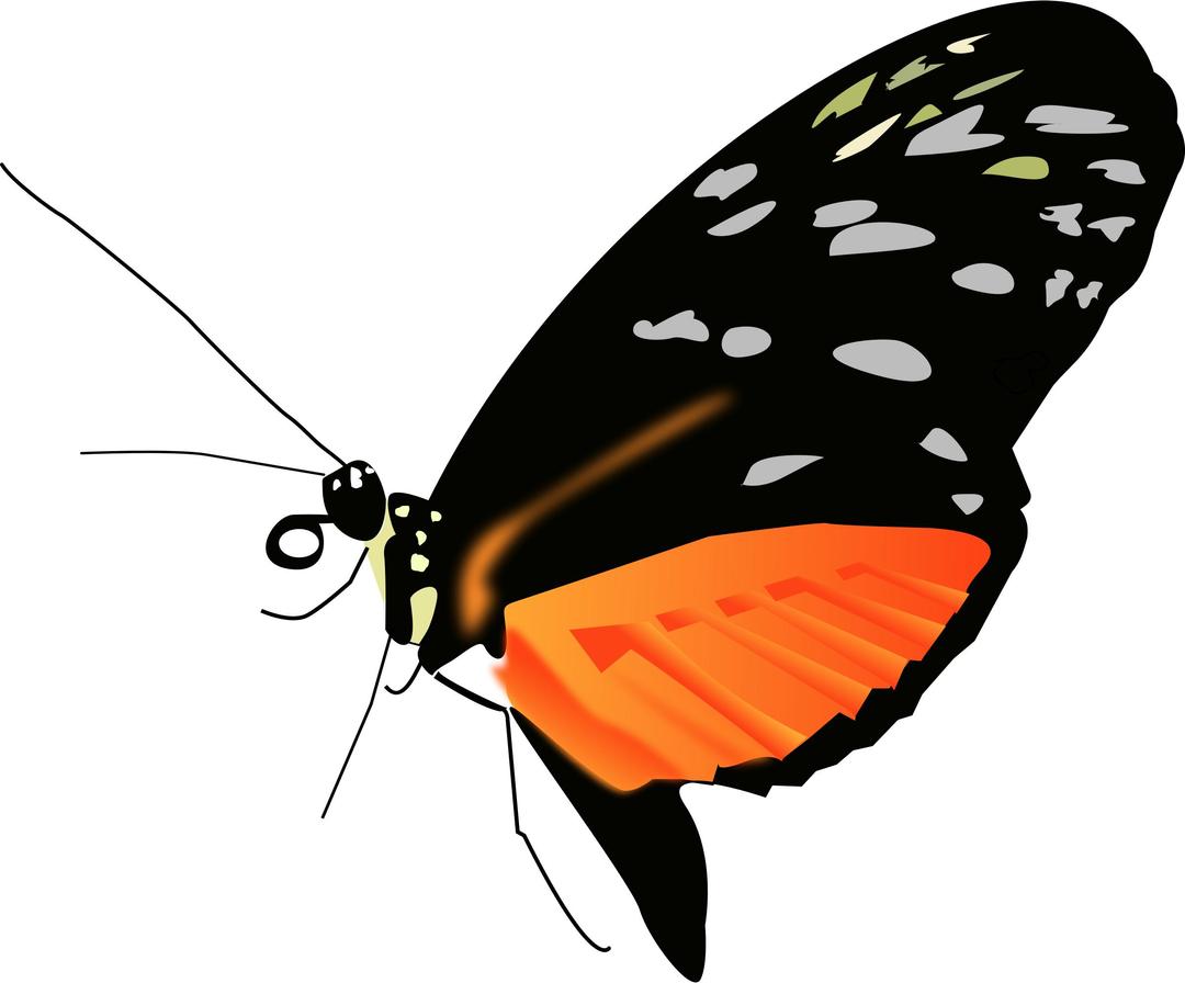 Lighter orange-black butterfly png transparent