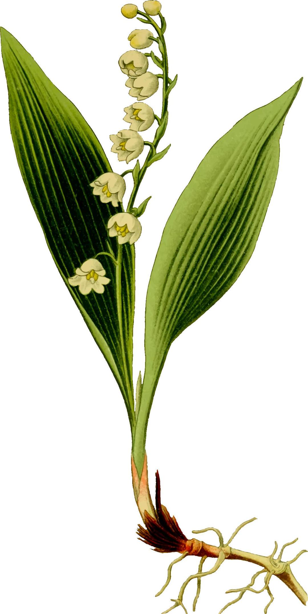 Lily of the valley png transparent