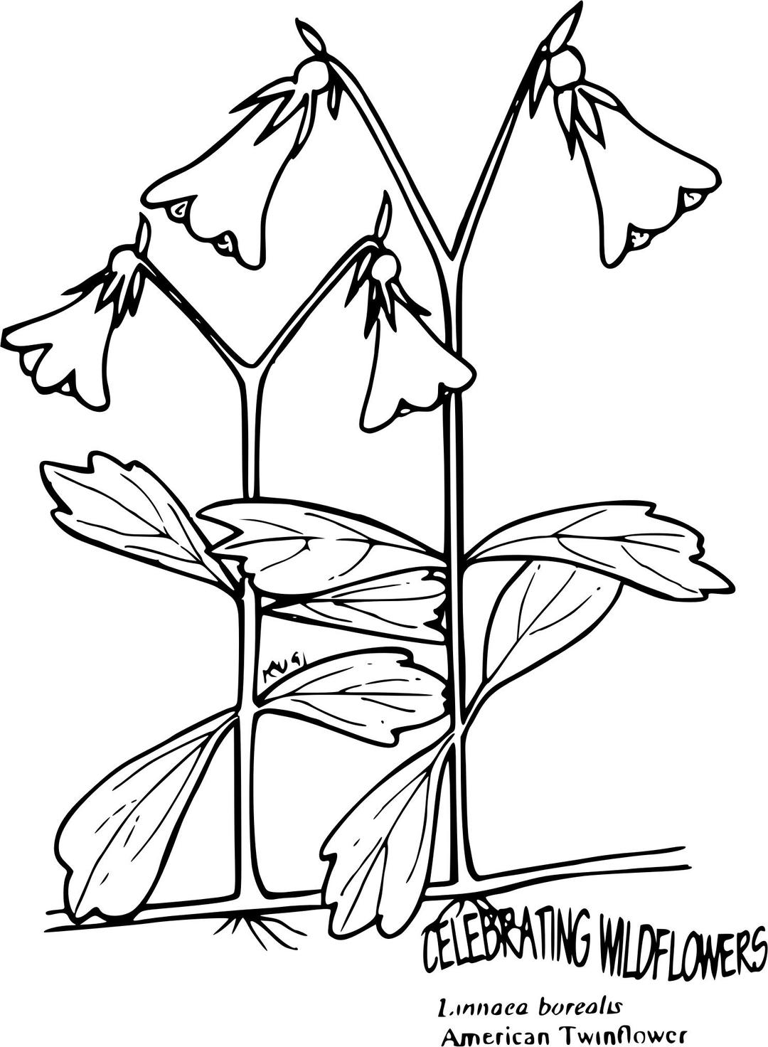 Linnaea borealis png transparent