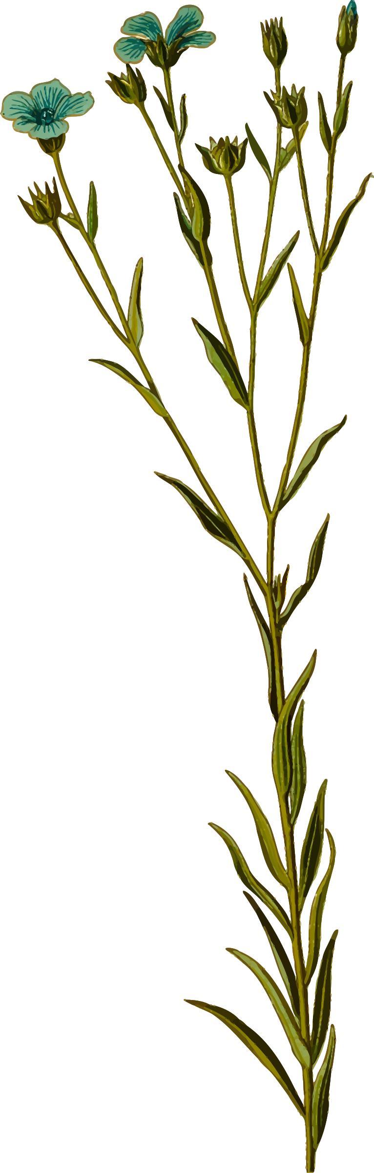 Linseed (detailed) png transparent