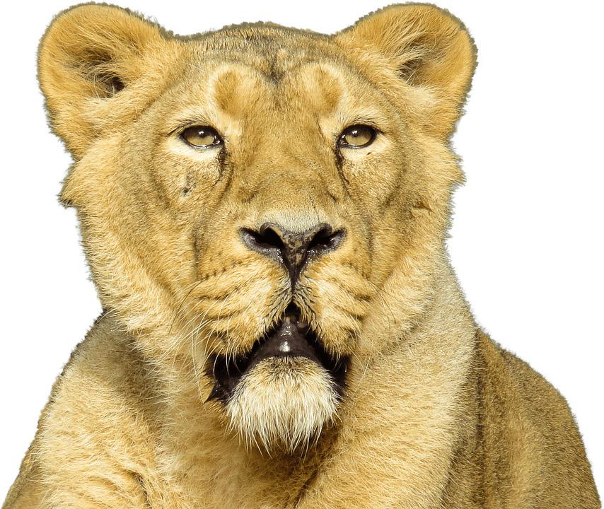 Lion Close Up png transparent