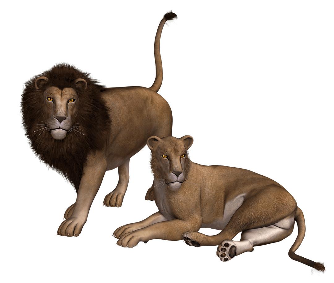 Lion Couple Clipart png transparent
