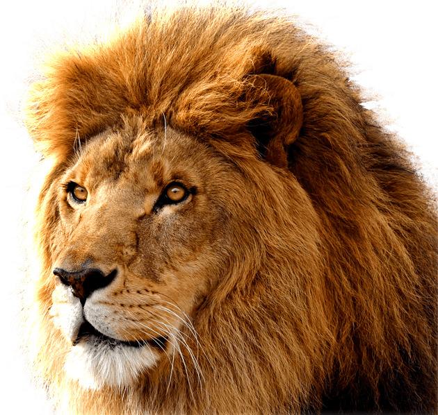 Lion Large Head png transparent