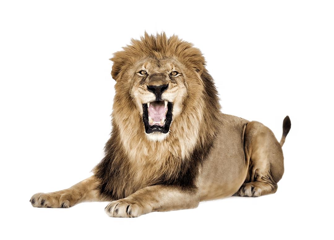 Lion Roar png transparent