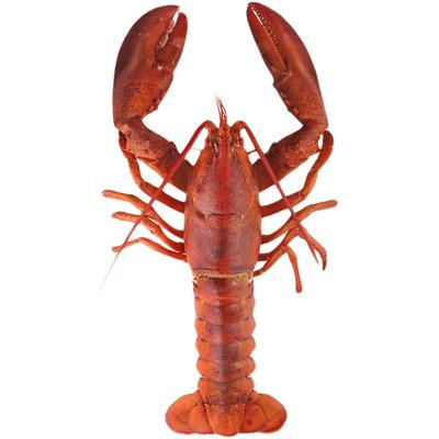 Lobster Top View png transparent
