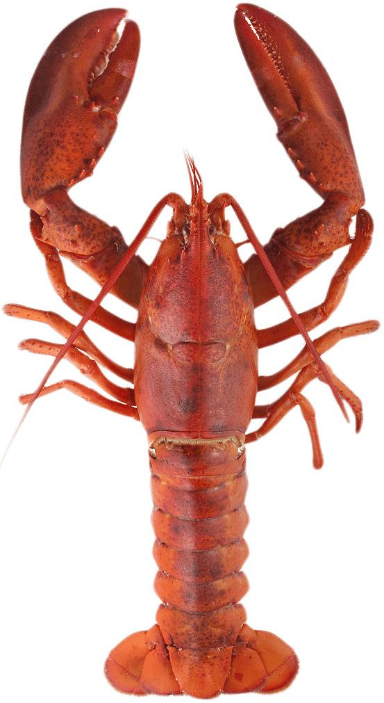 Lobster Top png transparent