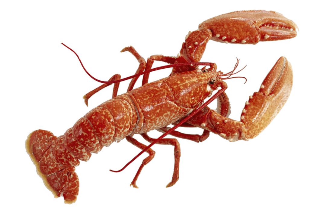 Lobster png transparent