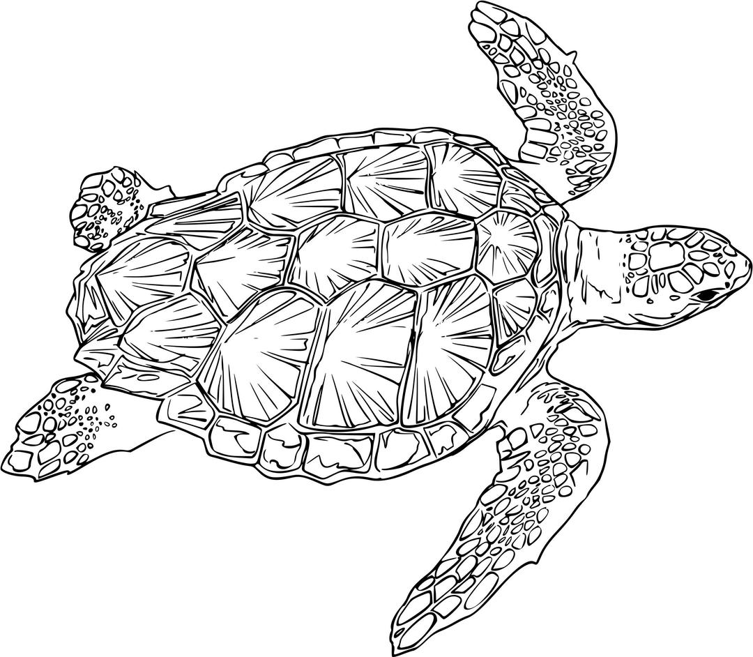 Loggerhead turtle png transparent