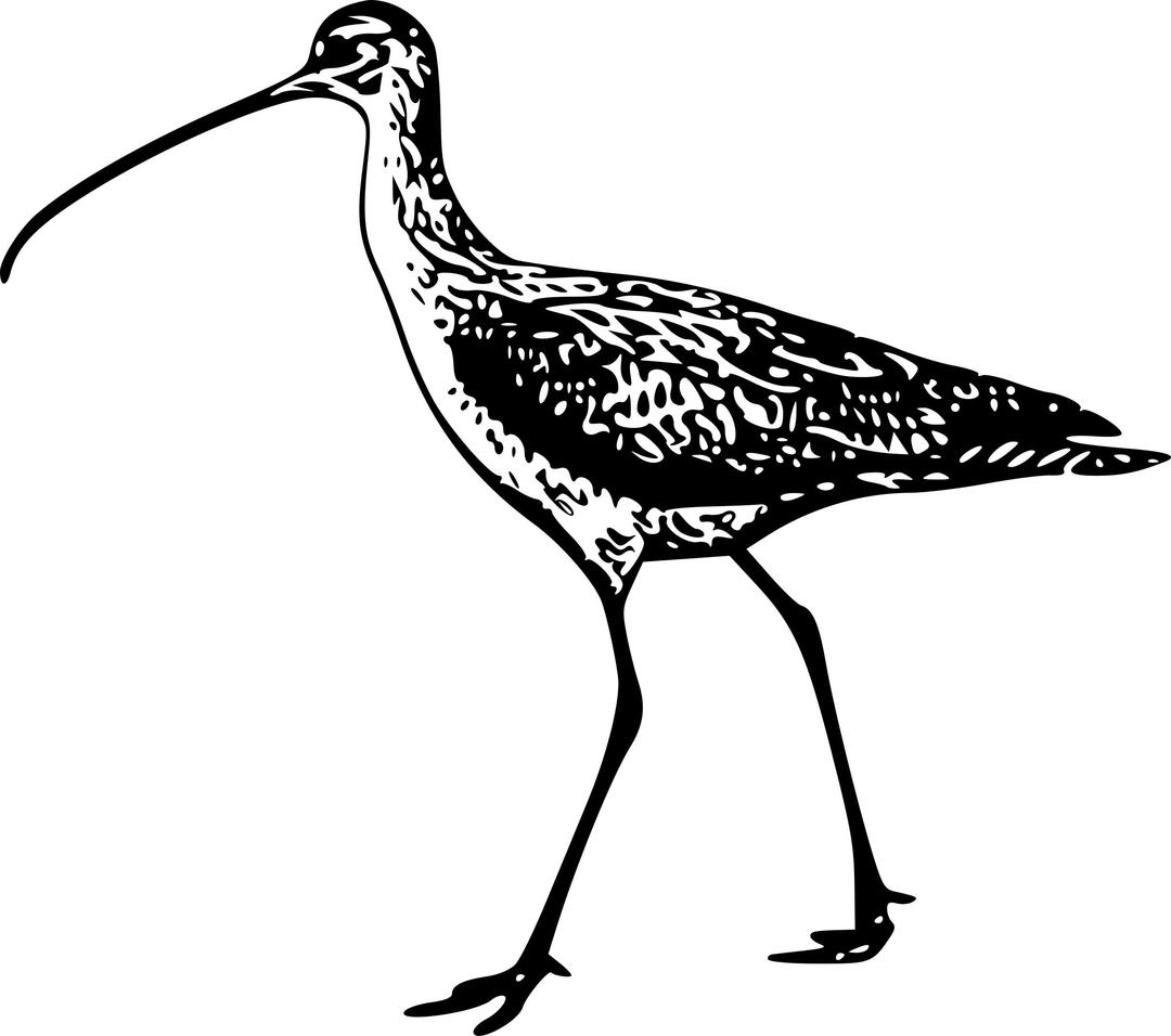 Long Billed Curlew 1 png transparent