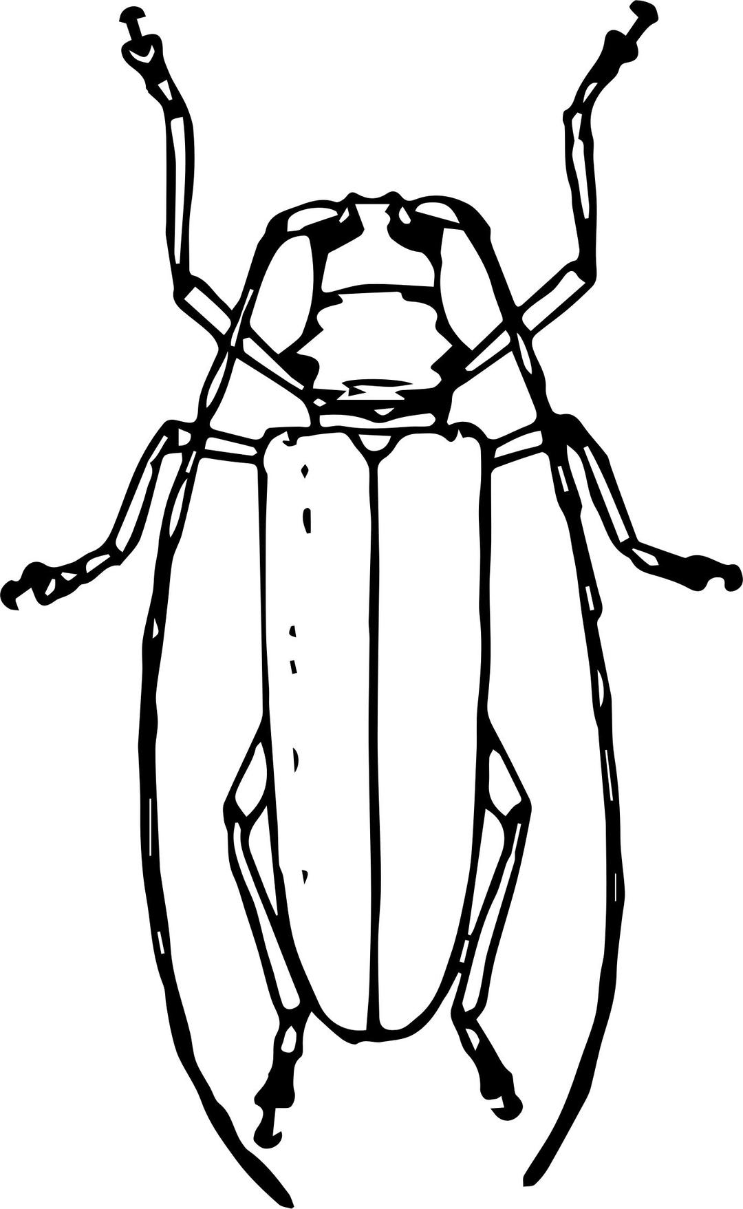 Longhorned Beetle png transparent