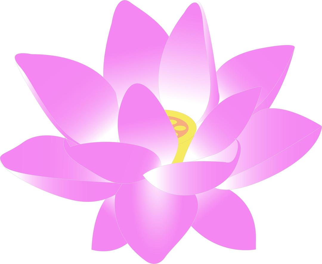 lotus blossom png transparent