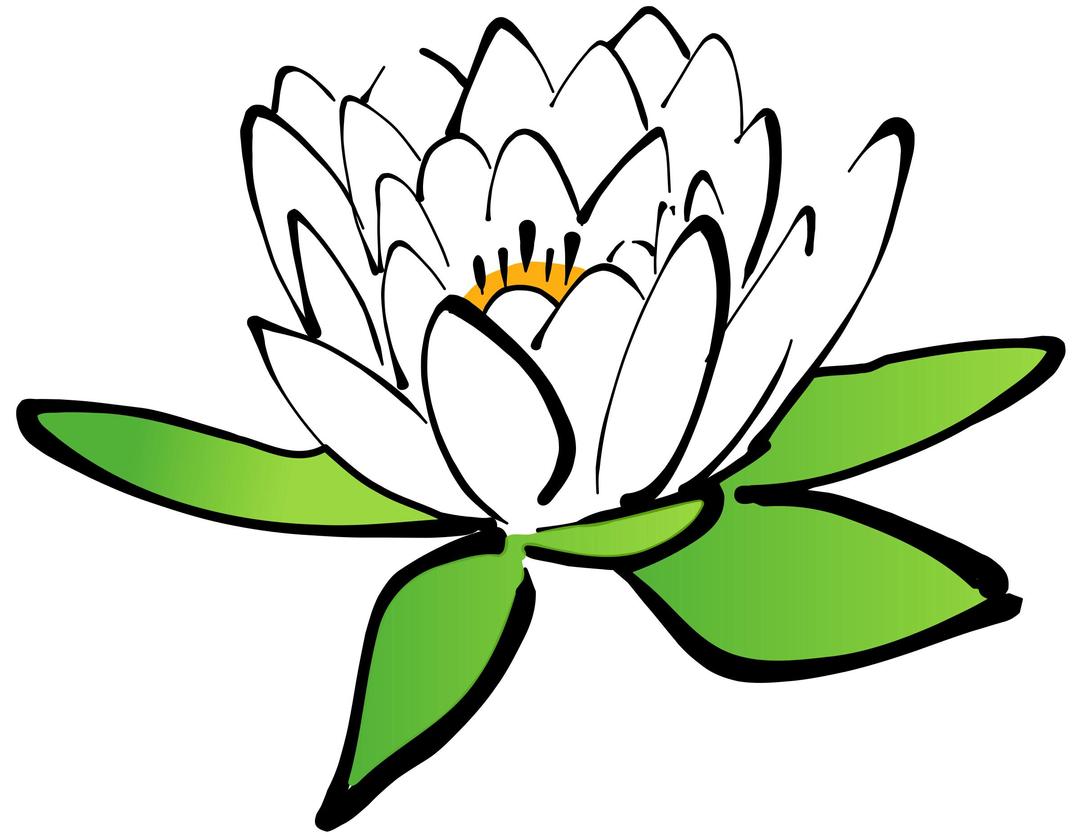 Lotus Flower png transparent