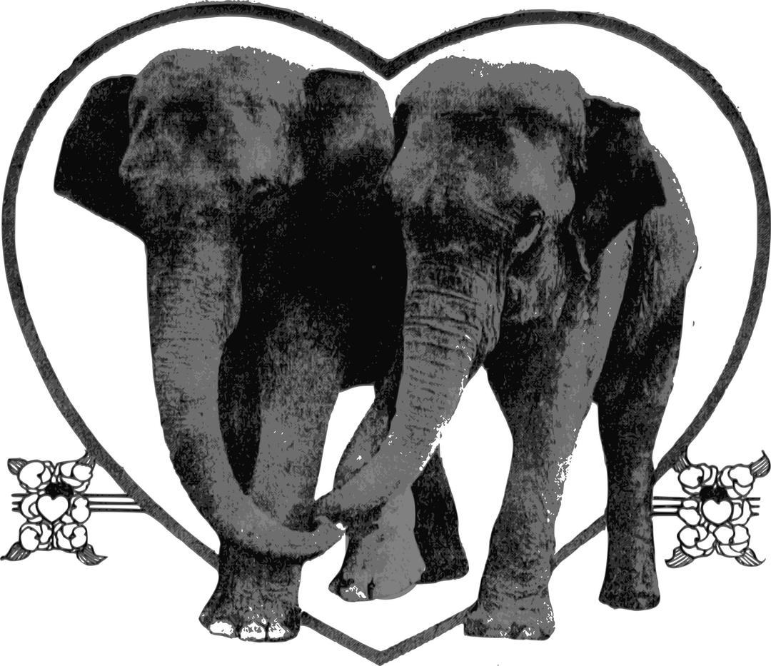 Lover Elephants png transparent