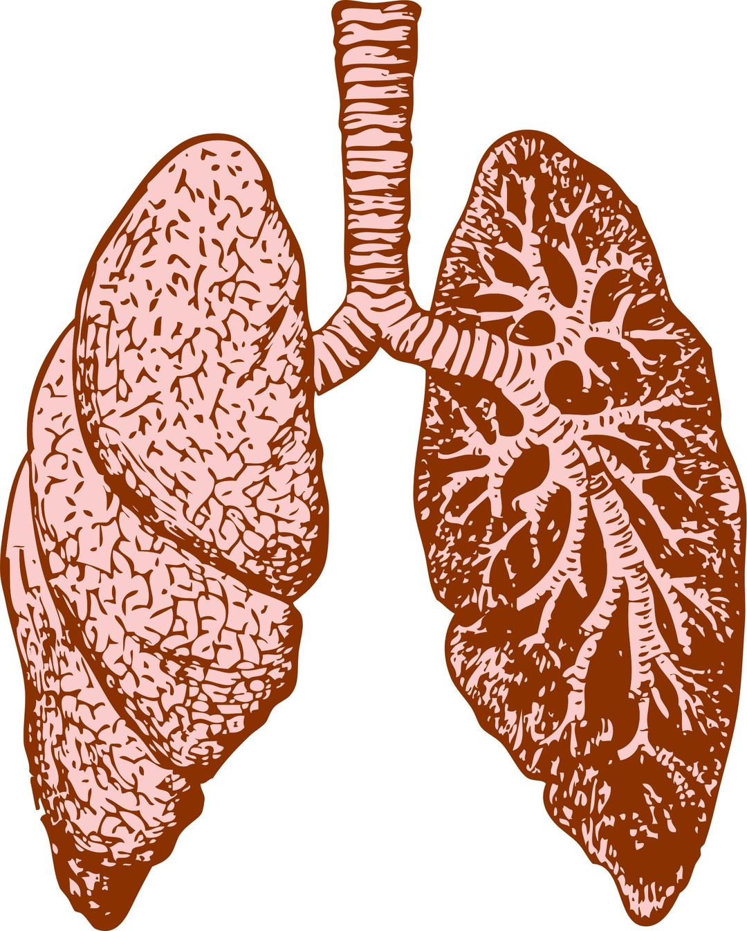 lungs png transparent