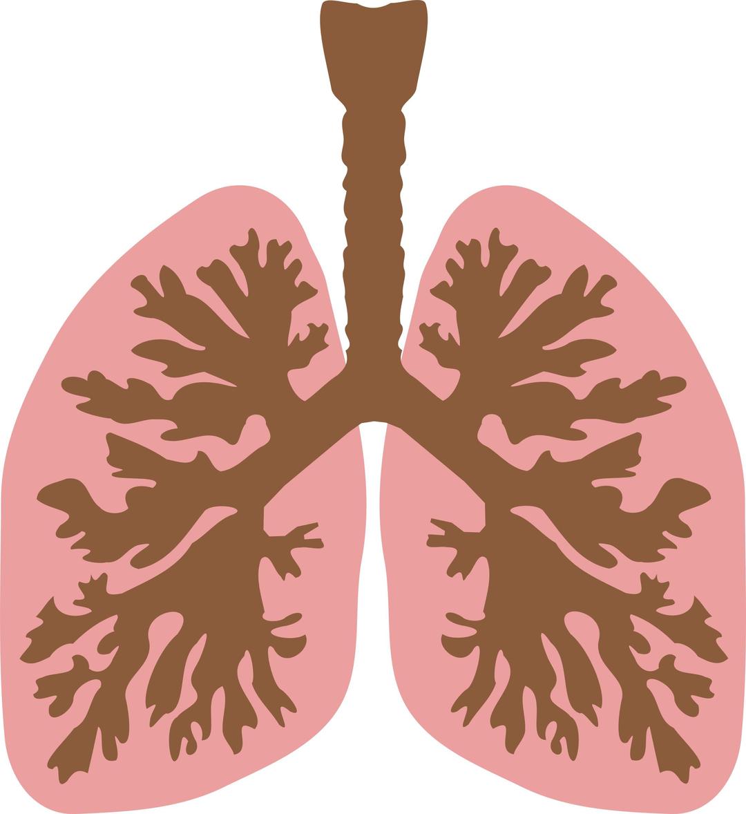Lungs and bronchus png transparent