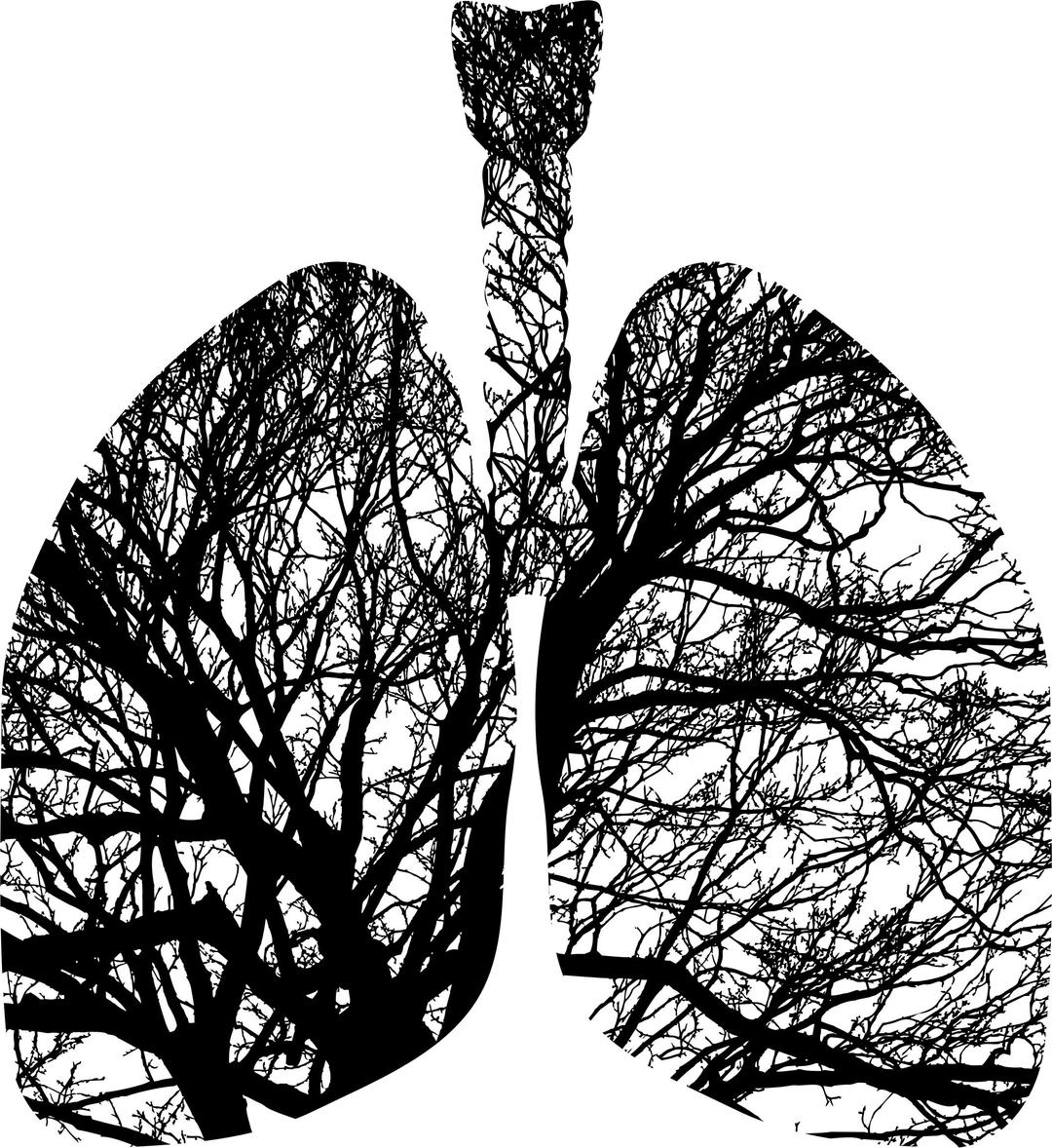 Lungs Branches png transparent